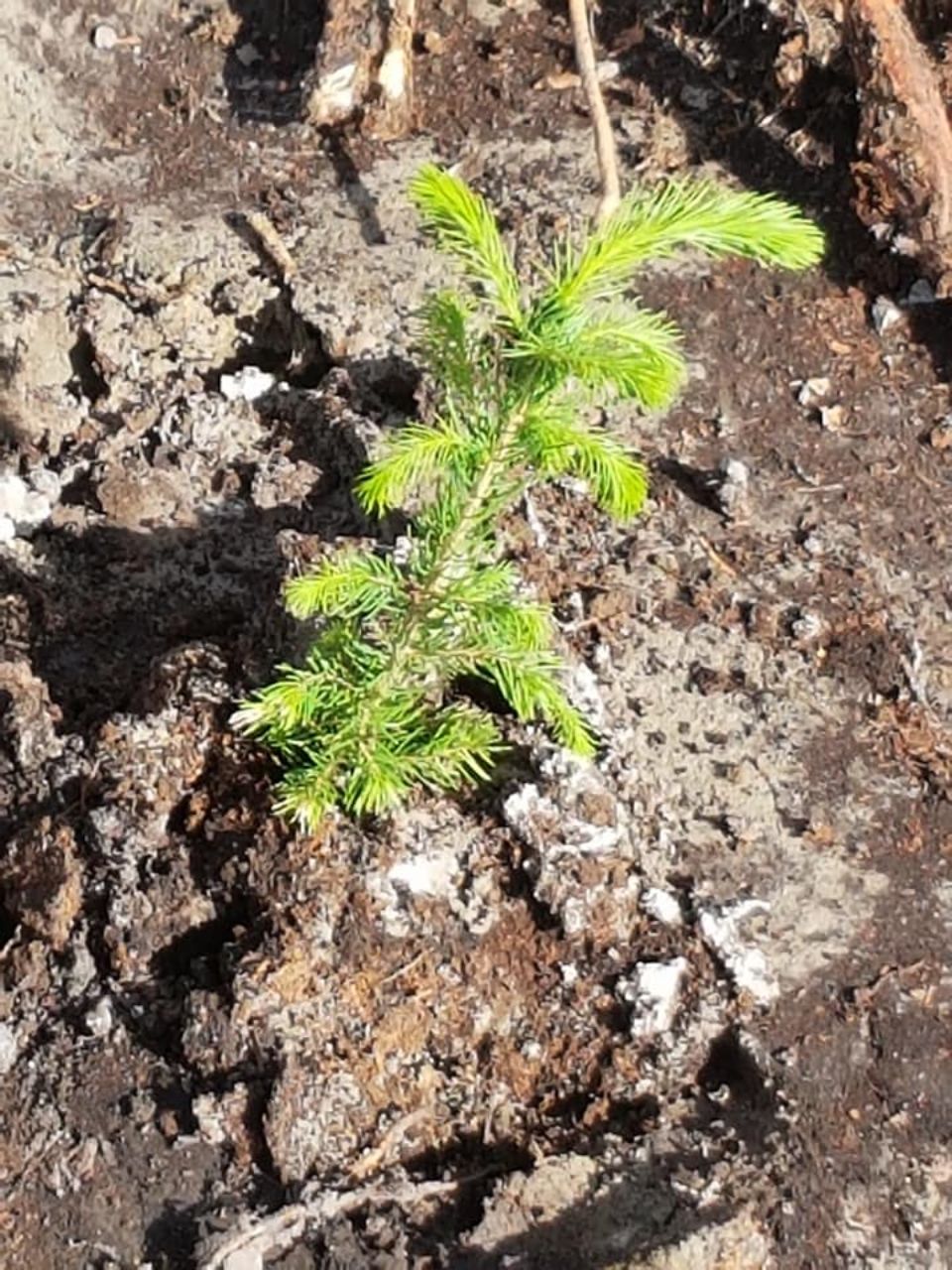 Kasvava pieni puun taimi